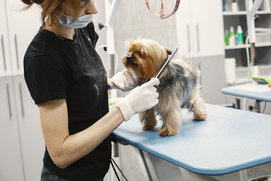 Small dog waiting in the grooming studio