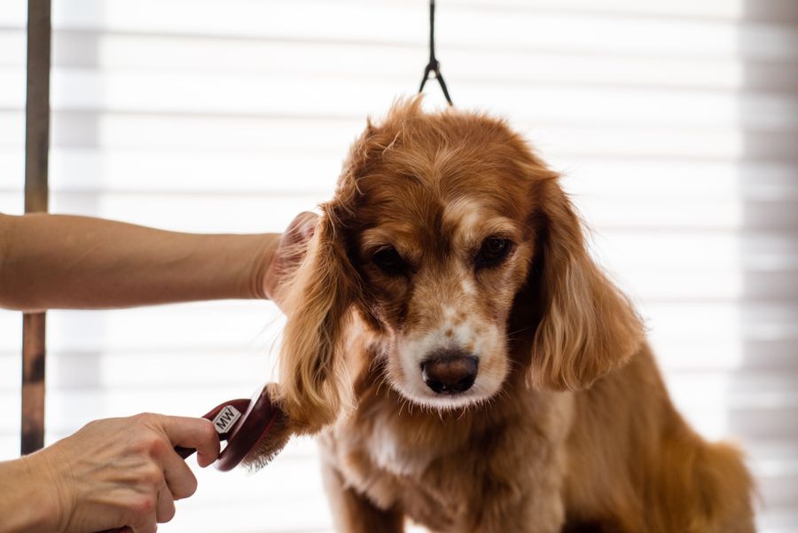 Groomer brushing a fluffy dog