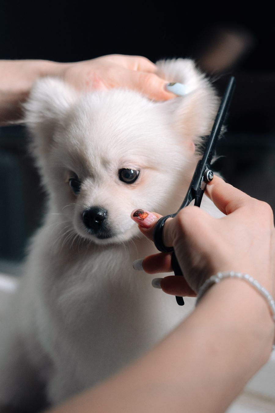 Groomer trimming a dog's coat with scissors