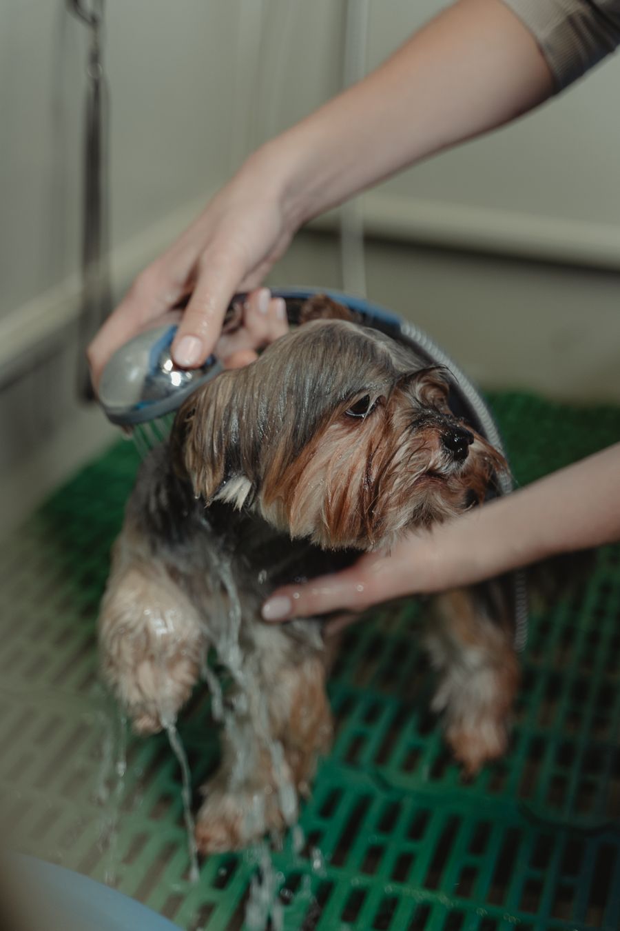 Close-up of a dog enjoying a sudsy bath