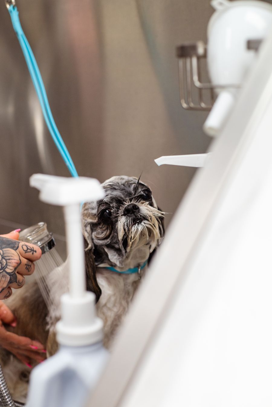 Wet dog mid-bath during a professional groom