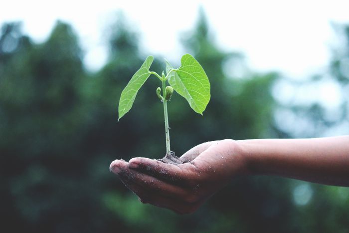 Arborist planting a young tree